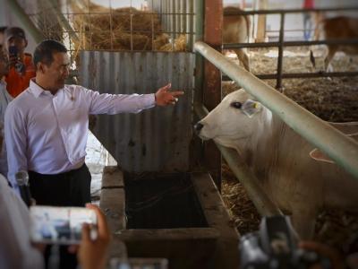 Peternak Sapi Potong Jawa Timur Diapresiasi